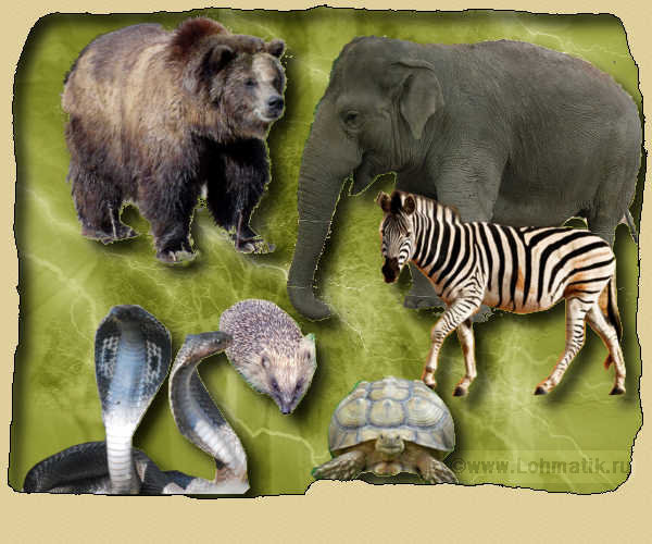 Занятия по развитию речи