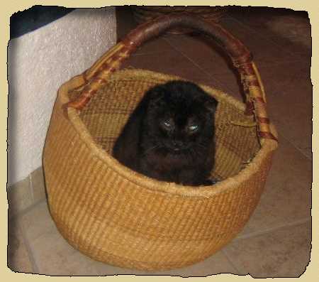 Кот в корзинке. Развитие речи